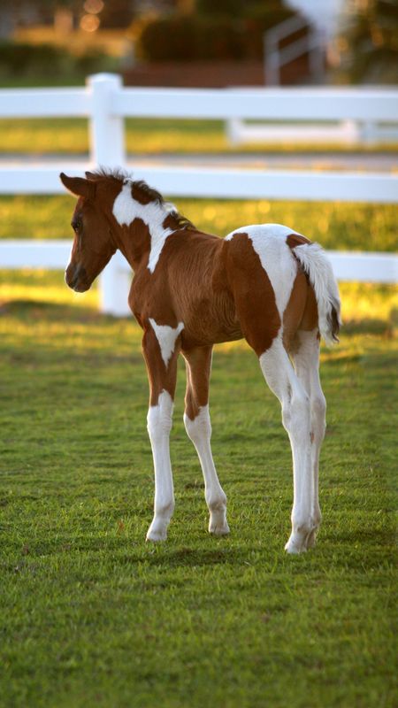 beautiful baby horses wallpaper