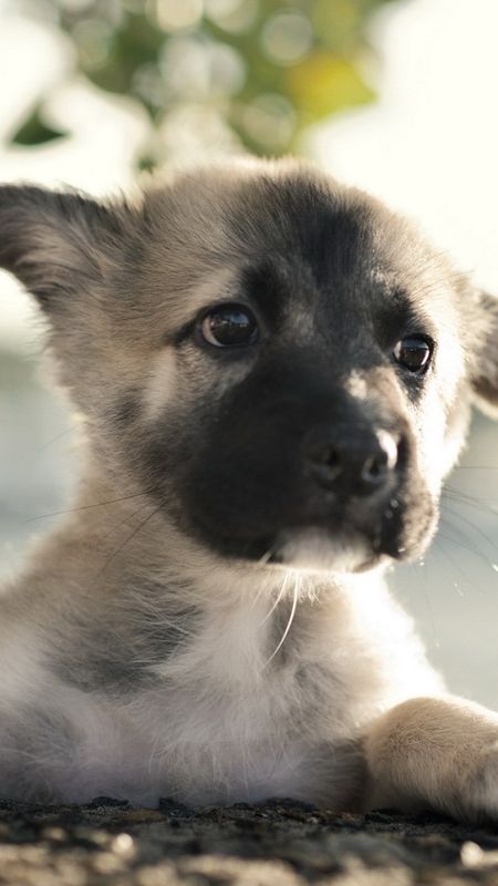 German Shepherd Dog - Cute - Puppy Wallpaper Download | MobCup