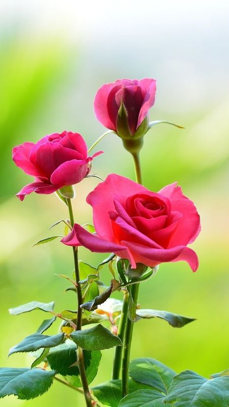 Hd Rose Flower - Small Flowers - Roses Wallpaper Download | MobCup