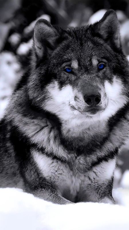 Wolf | Black And White Wolf Wallpaper Download | MobCup