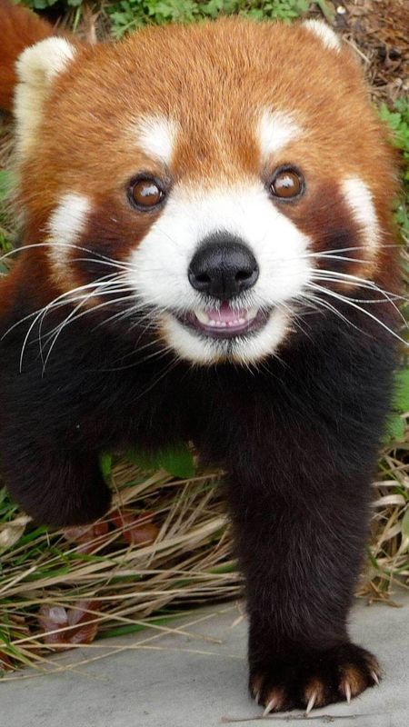 red panda bear wallpaper