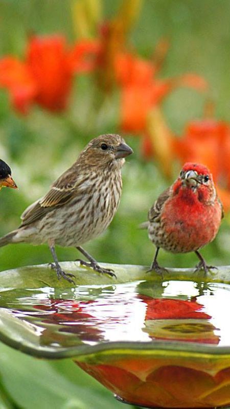 Good Morning - Birds - Nature Wallpaper Download | MobCup