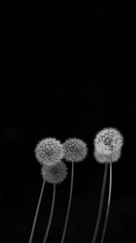 dandelion black and white wallpaper