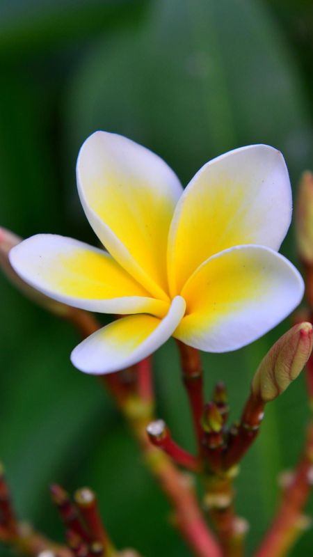 Beautiful Flowers | Yellow Champa Wallpaper Download | MobCup