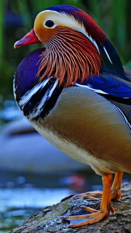Wood Duck Wallpaper