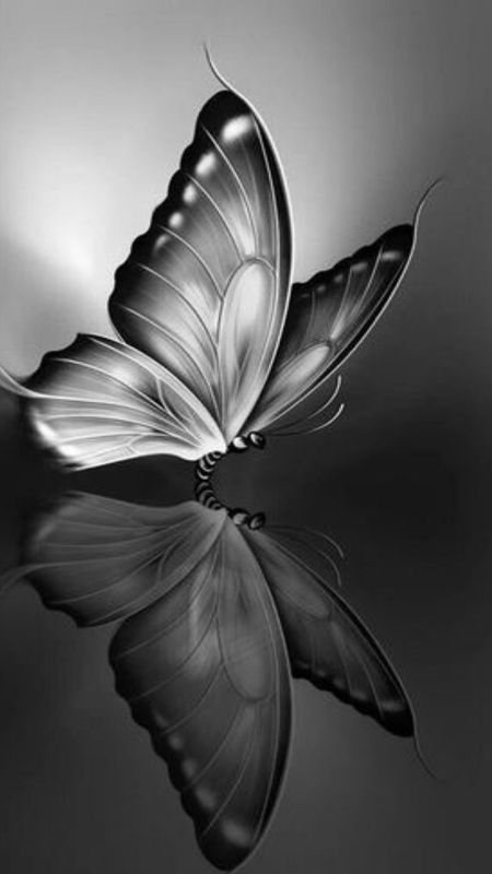Black Butterfly  Adorable Wallpaper Download  MobCup