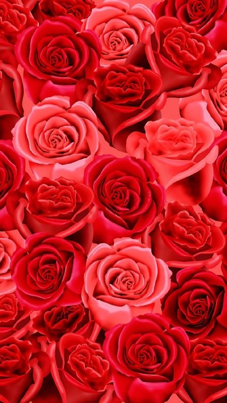 20,000 Beautiful Free Rose Wallpapers [HD] - Pixabay