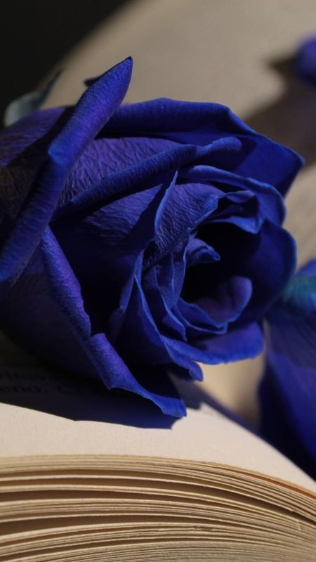 Blue Rose - Royal Blue - Aesthetic Background Wallpaper Download | MobCup