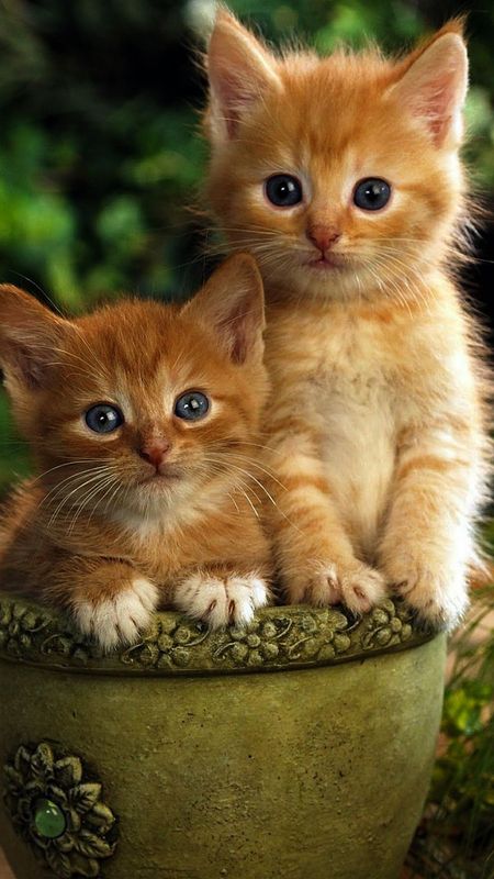 Cute Baby Cat | Kitty | Cat | Cute Cat Wallpaper Download | MobCup