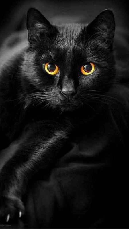 black cat wallpaper