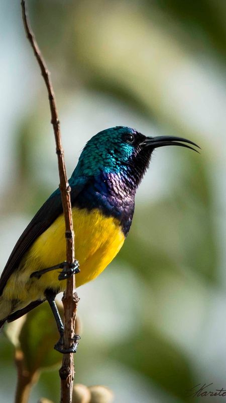Sunbird 4K wallpapers for your desktop or mobile screen free and easy to  download