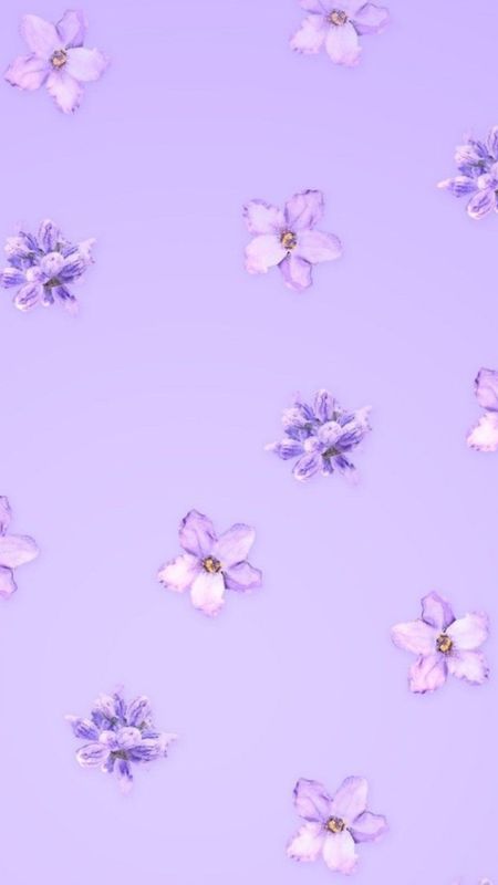 Iphone light purple flower HD wallpapers  Pxfuel