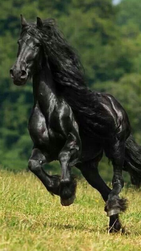 black mustang horse wallpaper