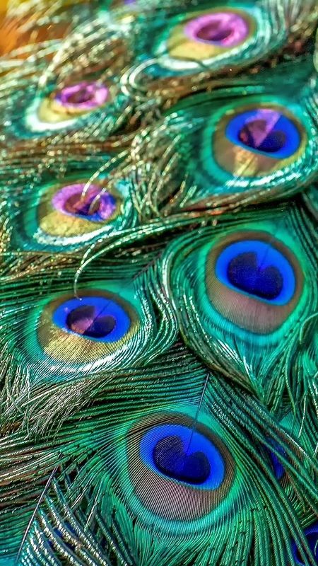 Peacock Feather - Feather Art Wallpaper Download | MobCup