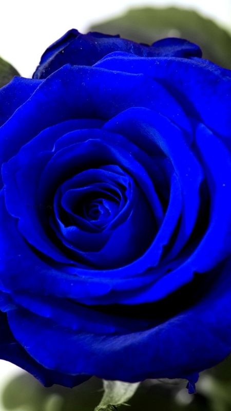 Blue Rose - Beautiful - Rose Wallpaper Download | MobCup