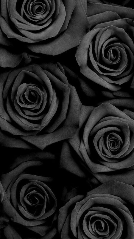 Black Rose - Rose Background Wallpaper Download | MobCup