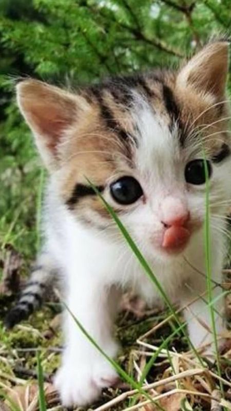 Cute Baby Cat | Cute Kitty | Kitten Wallpaper Download | MobCup