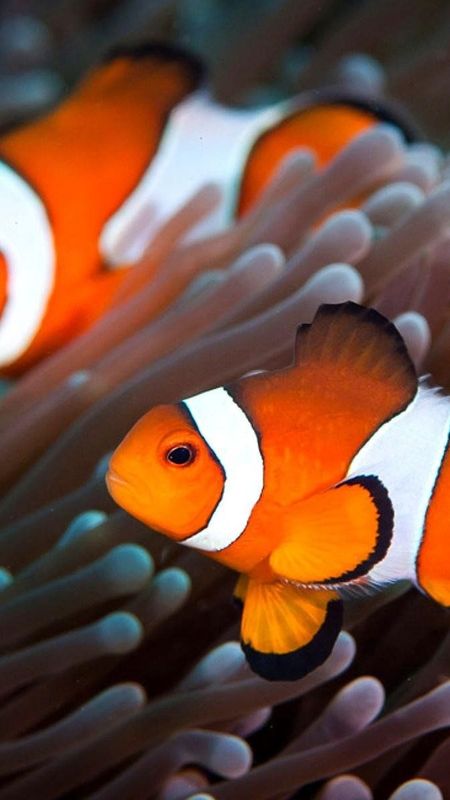 Clown Fish animals aquatics nemo pets HD phone wallpaper  Peakpx
