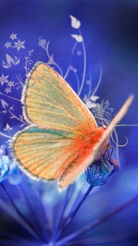 Whatsapp  - Beautiful - Butterfly Wallpaper Download | MobCup