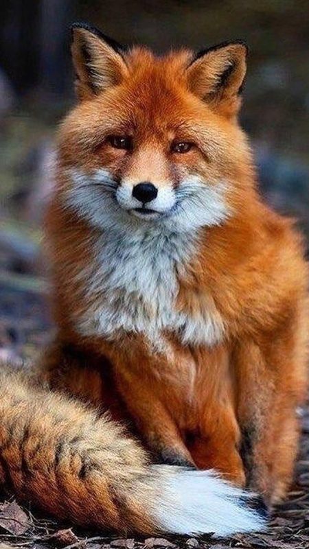 Fox | Cute Brown Animal Wallpaper Download | MobCup