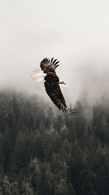 Download Eagle wallpapers for mobile phone free Eagle HD pictures