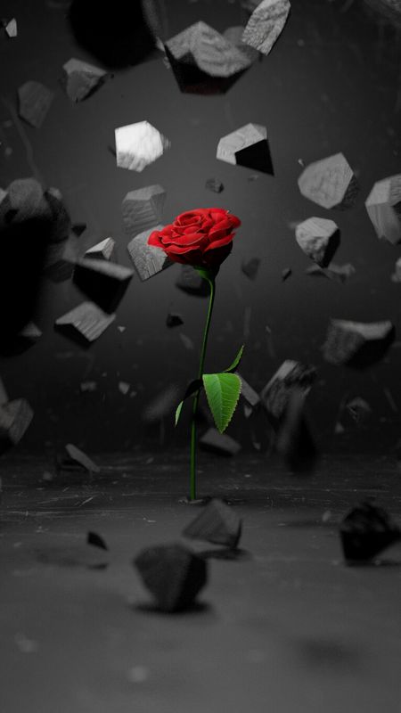 Get Rose Flower 3D, 3D Roses HD phone wallpaper | Pxfuel