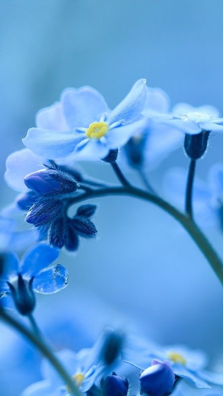 Blue Flowers - Blue Nature - Background Wallpaper Download | MobCup