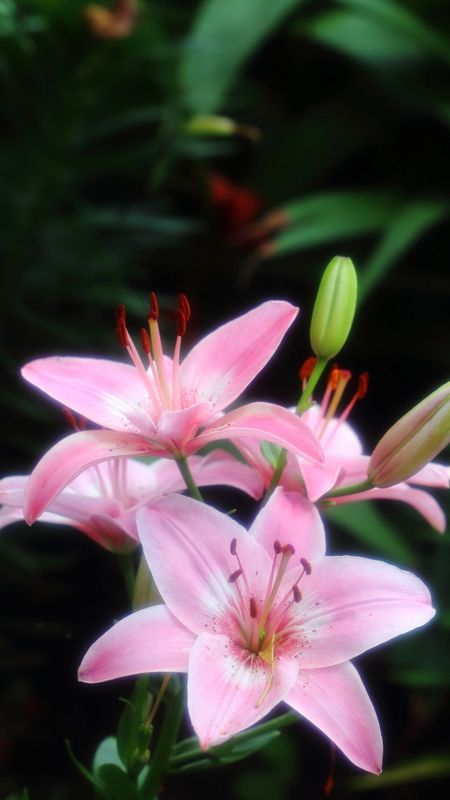 Pink Lily | Adorable Flower | Background Wallpaper Download | MobCup