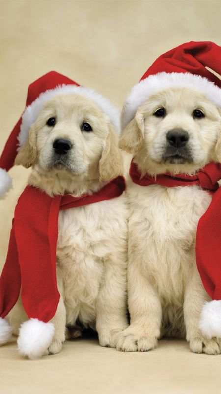 Widescreen Dogs Merry Christmas Cockapoo background  FREE Best pictures