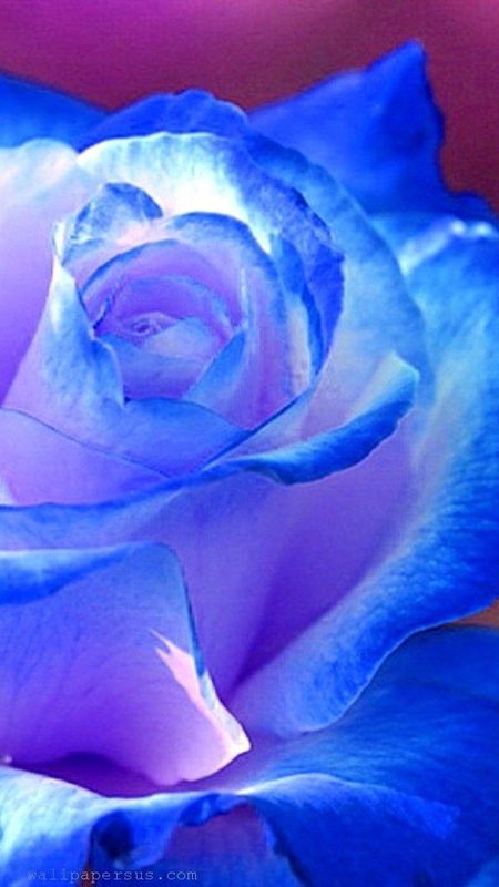 Beautiful Rose - Blue Rose Wallpaper Download | MobCup