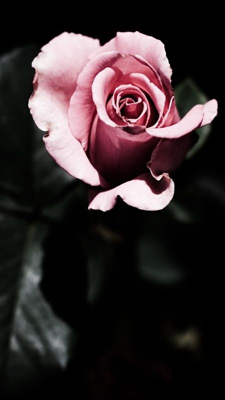 Black Rose - Pink Rose - Black Background Wallpaper Download | MobCup
