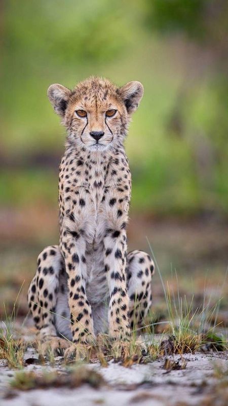 Cheetah | Animal Wallpaper Download | MobCup