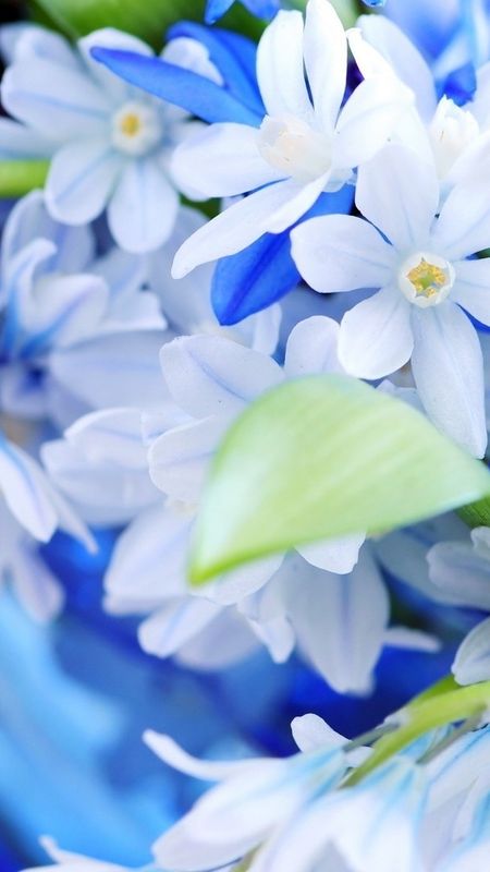 Blue Flowers - Blue - Flowers - Nature Wallpaper Download | MobCup