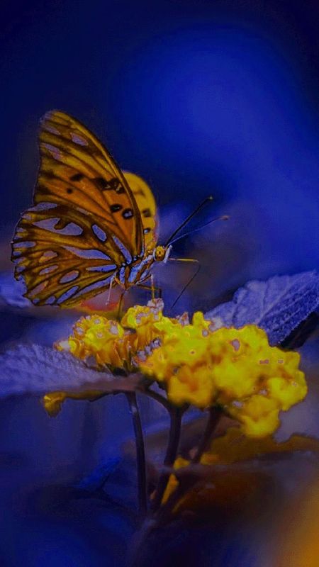 Whatsapp  - Butterfly - Nature Wallpaper Download | MobCup