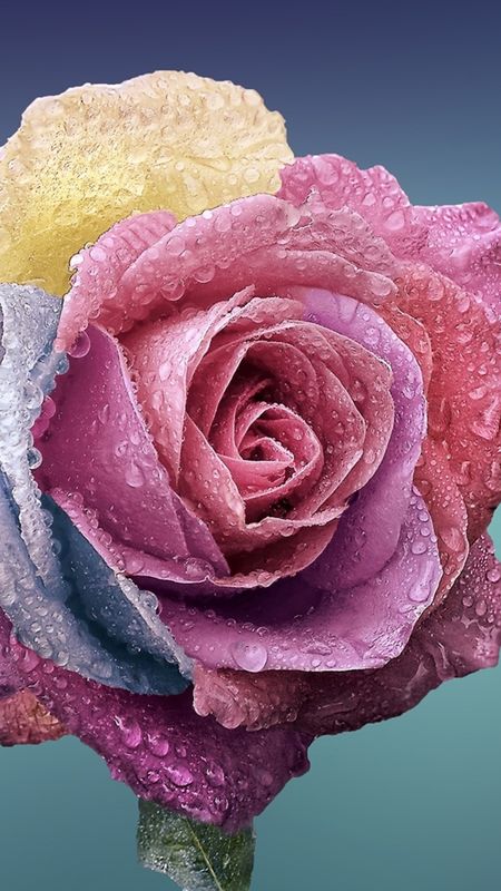 Rose blossom Wallpaper Download | MobCup