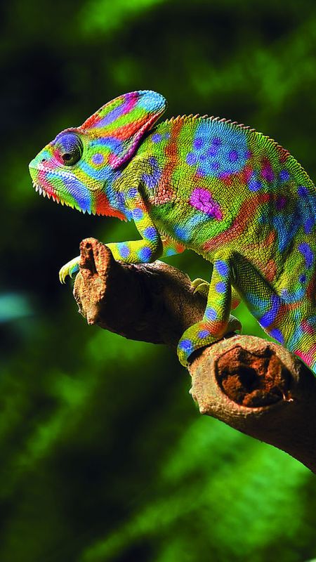 Colorful Chameleon HD phone wallpaper  Pxfuel