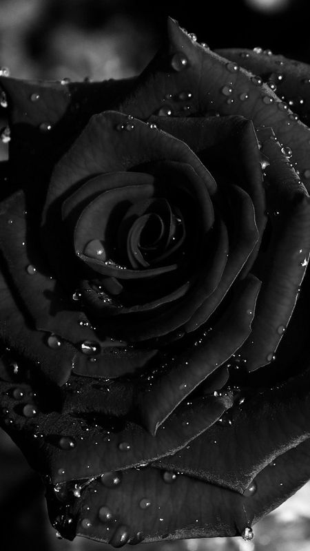 Details 83+ black rose wallpaper 4k latest - in.cdgdbentre