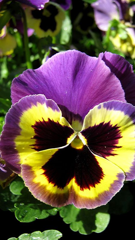 Pansy | Yellow Adorable Flower Wallpaper Download | MobCup