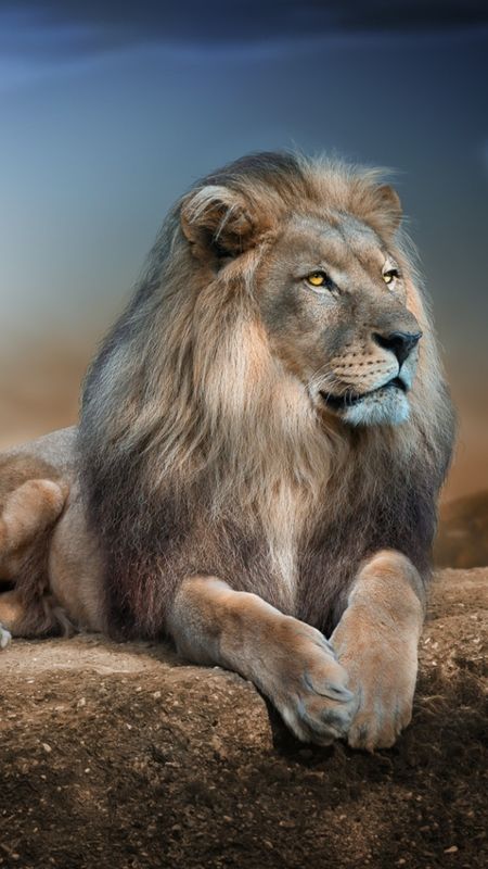 Desktop - Lion Sitting Wallpaper Download | MobCup