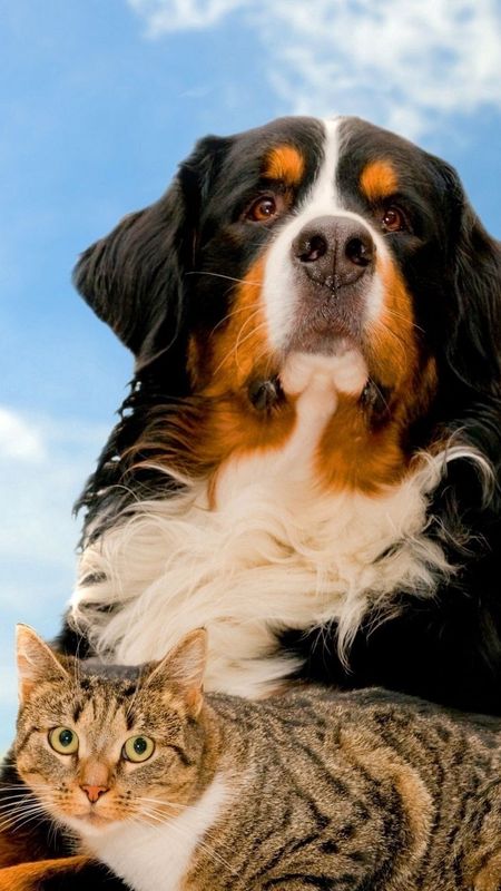 Cat And Dog - Animal Poster - Dog Wallpaper Download | MobCup
