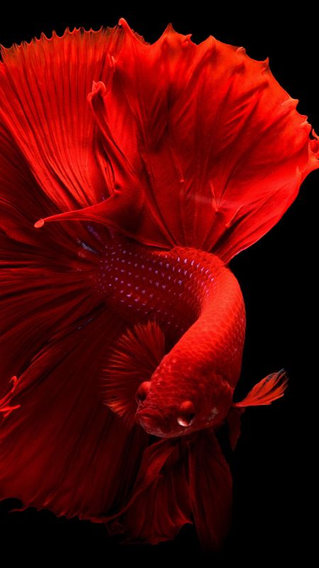 HD Beautiful Fish Wallpaper Download | MobCup