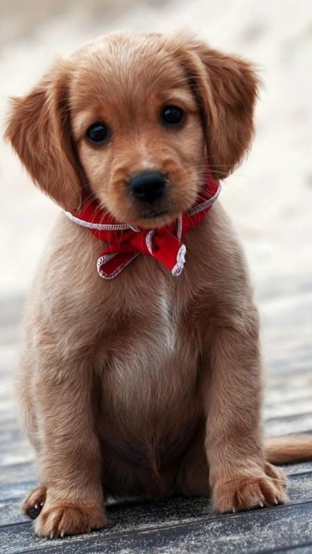 Cute Dog | Adorable | Dog Wallpaper Download | MobCup