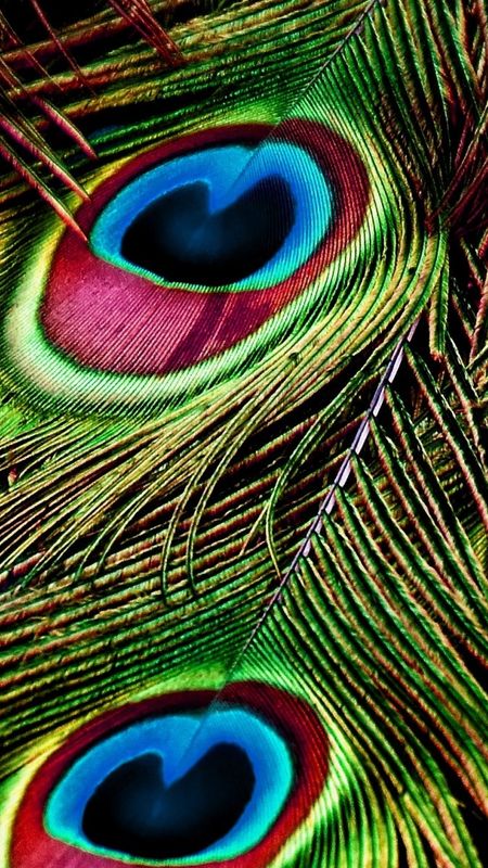 Peacock Feather - HD Background Wallpaper Download | MobCup