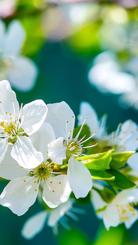 wallpaper white background flower