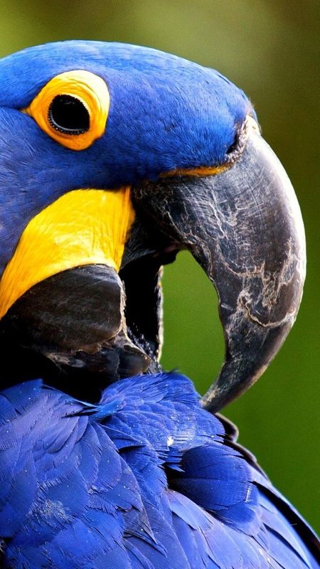 Glaucous - Macaw Bird Wallpaper Download | MobCup