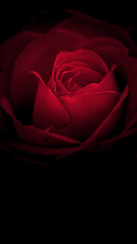 Mobile Red Rose Flowers Wallpapers  Wallpaper Cave