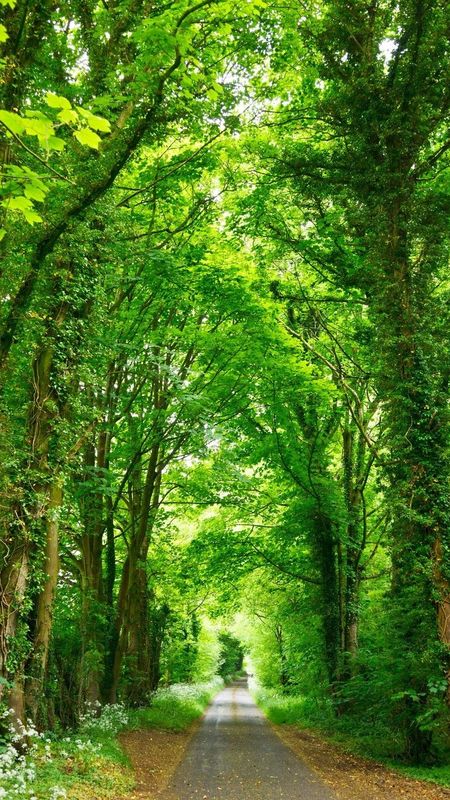 Green Tree - Roads Between Forest Wallpaper Download | MobCup