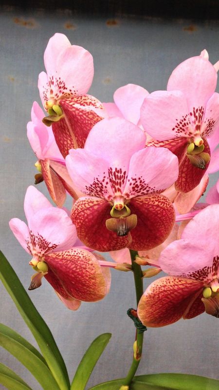 Vanda Orchid | Pink Wallpaper Download | MobCup