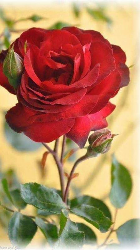 Beautiful Flowers | Red Rose | Rose Wallpaper Download | MobCup
