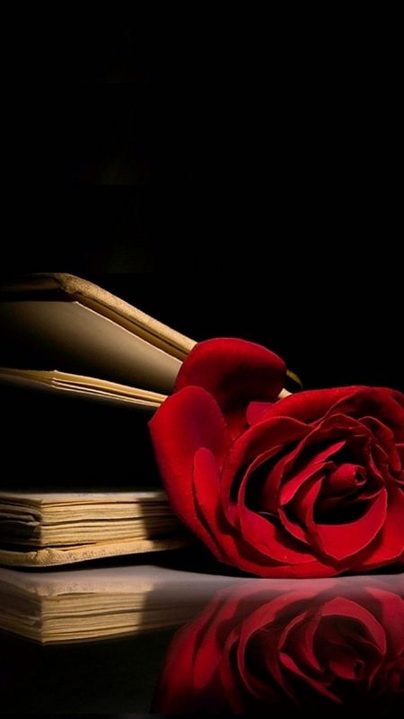 Download Rose Wallpaper by rosemaria4111 - ff - Free on ZEDGE™ now. Browse  millions of popula… | Papel de parede de telefone flor, Flores bonitas,  Flores fotografia